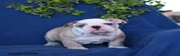 English Bulldog dogs for sale: Duke - Ad 4