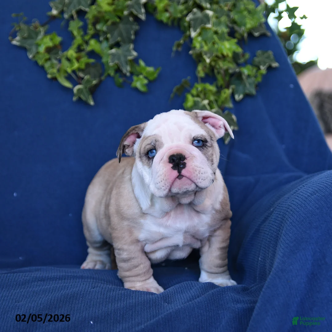English Bulldog dogs for sale: Duke - Ad 4