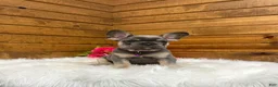 French Bulldog dogs for sale: Ellie - Ad 1