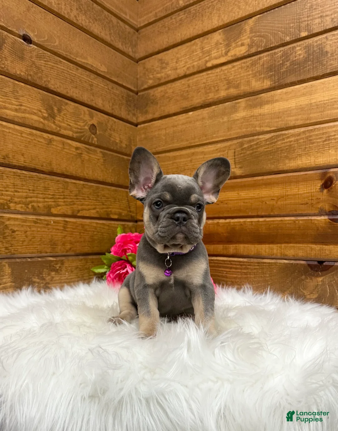 French Bulldog dogs for sale: Ellie - Ad 1
