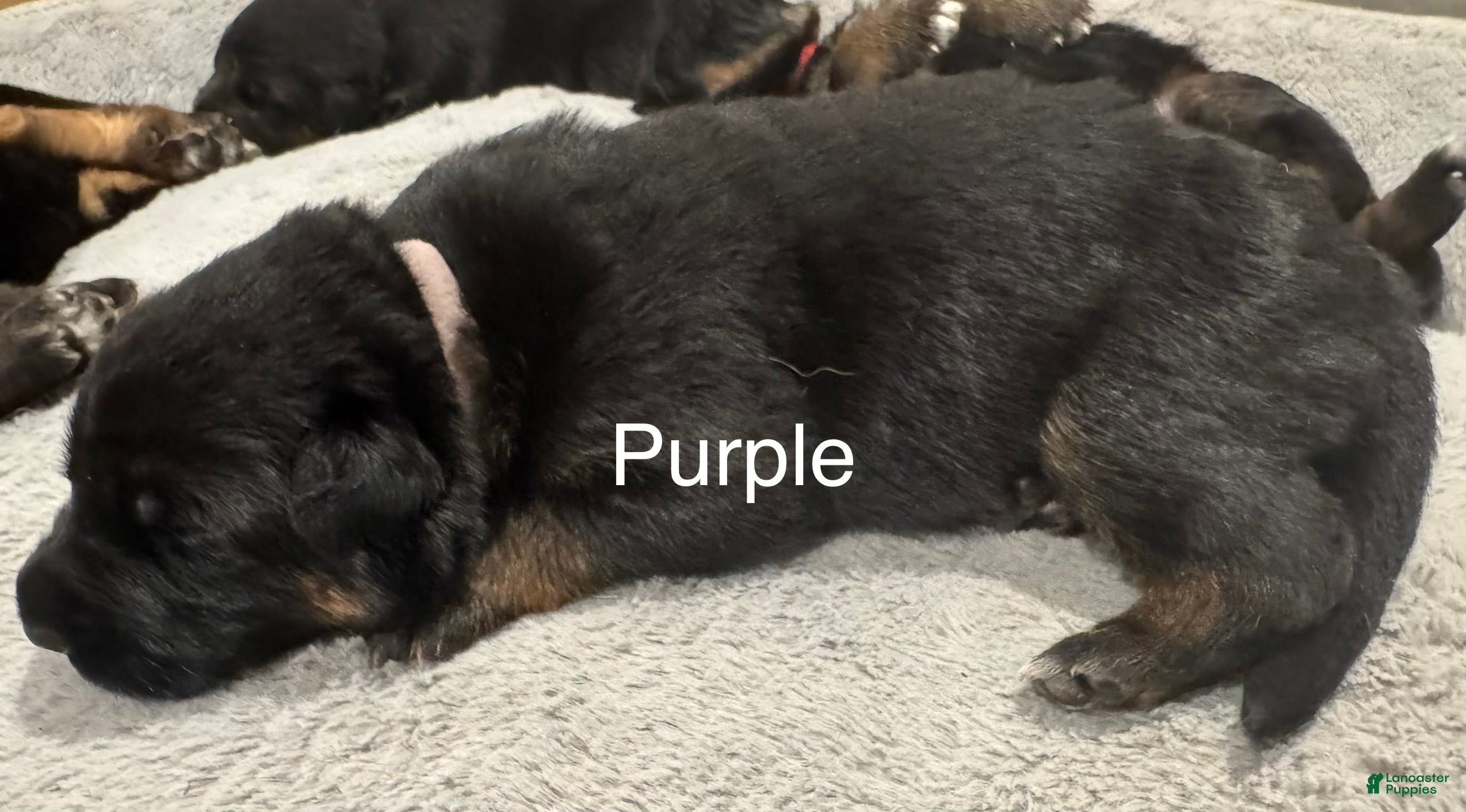German Shepherd dogs Purple - Ad 1
