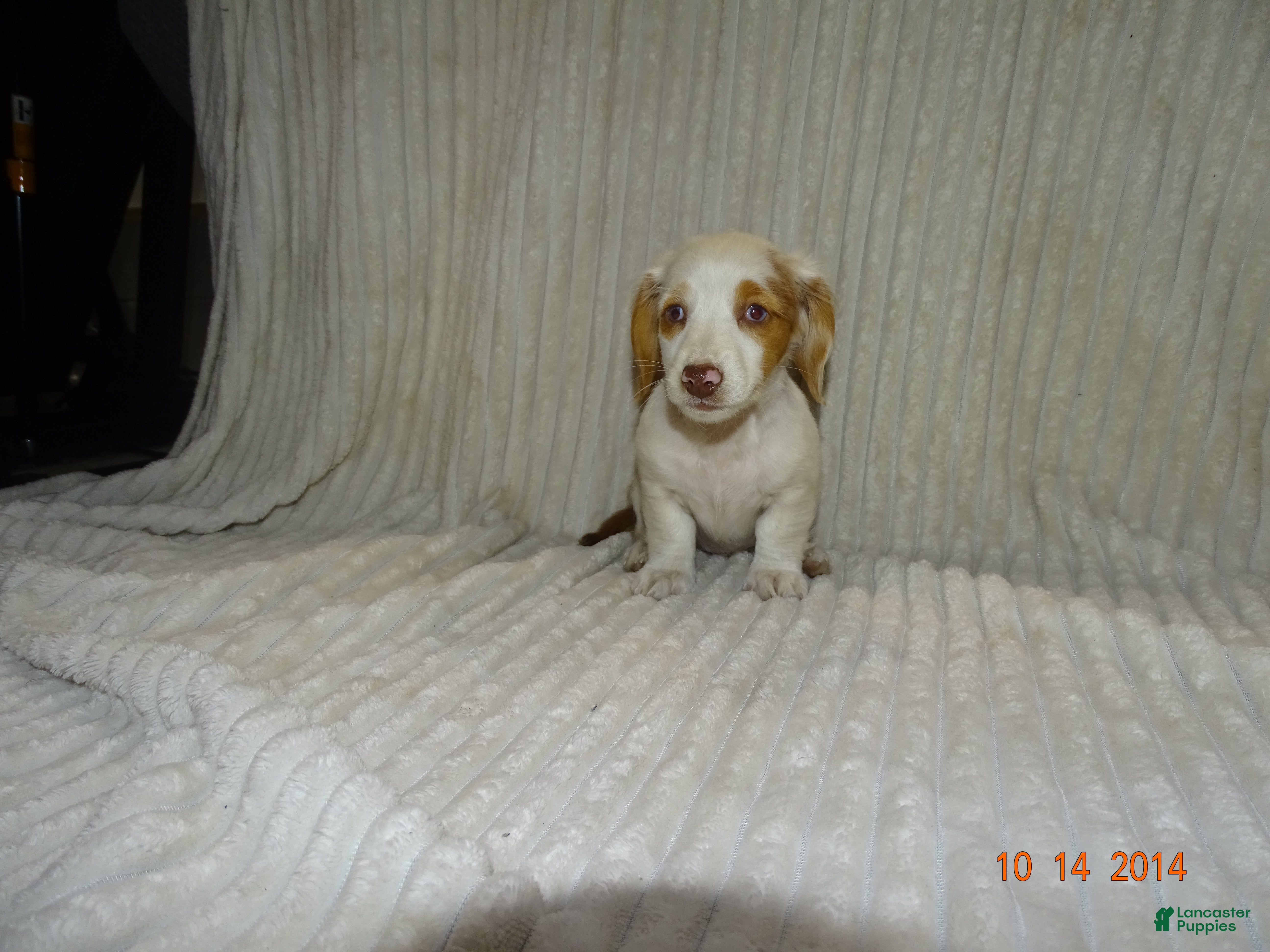 Miniature Dachshund dogs bella - Ad 2
