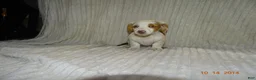 Miniature Dachshund dogs for sale: bella - Ad 2