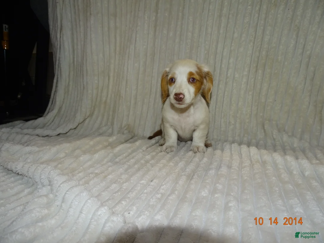 Miniature Dachshund dogs for sale: bella - Ad 2