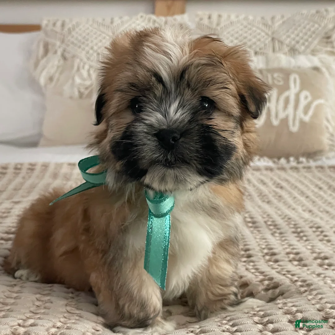 Morkie dogs for sale: Nacho - Ad 6