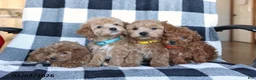 Maltipoo dogs for sale: Sparky - Ad 2