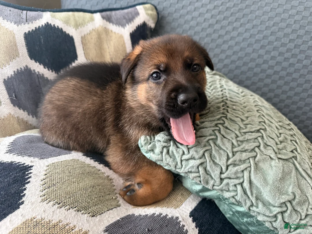 German Shepherd dogs for sale: German Shepherd Puppy 5-Yellow - Ad 2