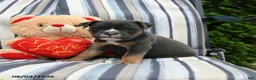 Olde English Bulldogge dogs for sale: Princess - Ad 1