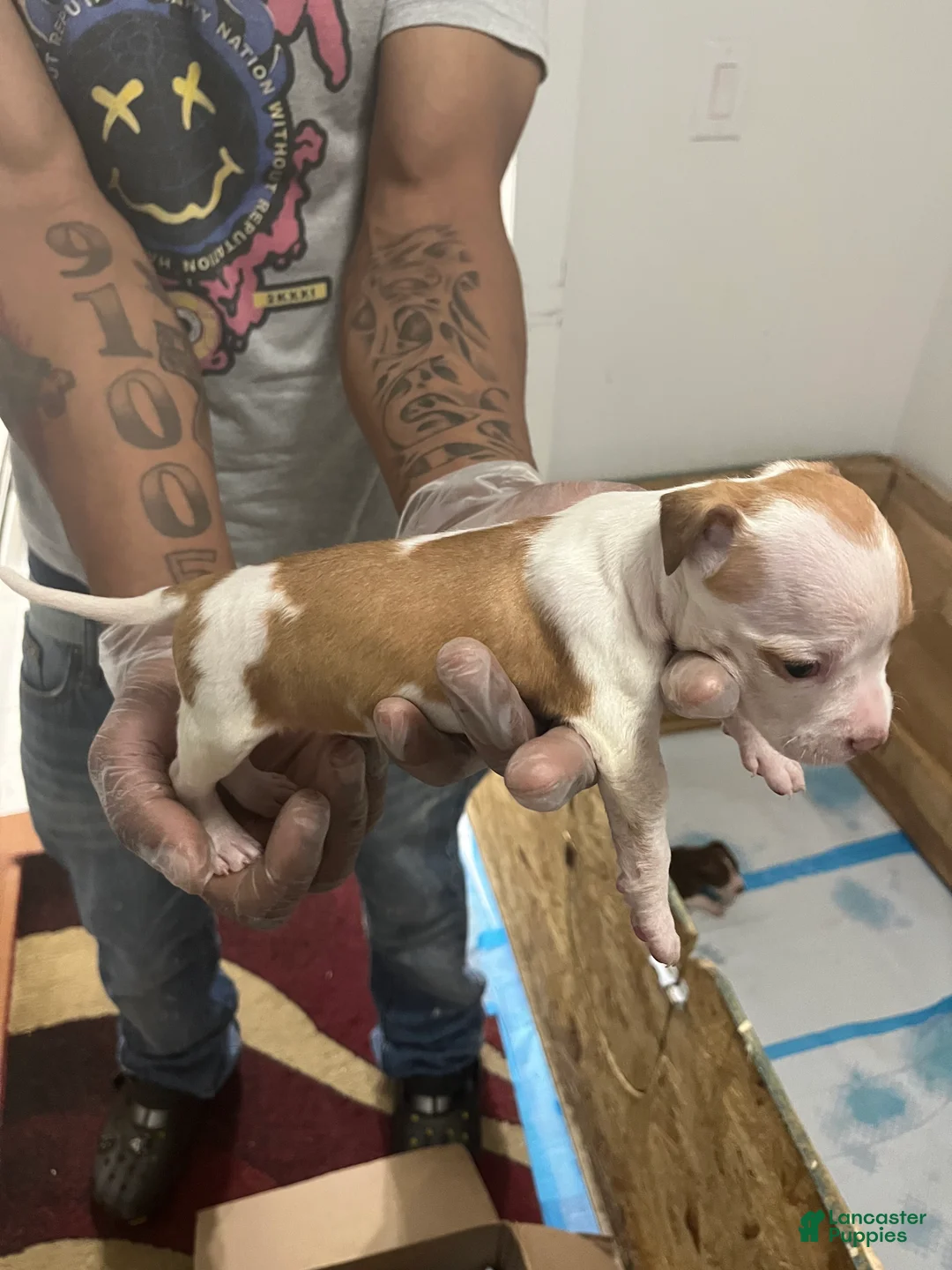 American Pit Bull Terrier dogs for sale: American Pit Bull Terrier 9 - Ad 2