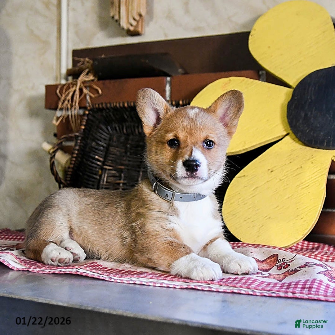 Welsh Corgi Pembroke dogs for sale: Daisy - Ad 4