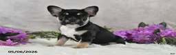 French Bulldog dogs for sale: Ike - Ad 1