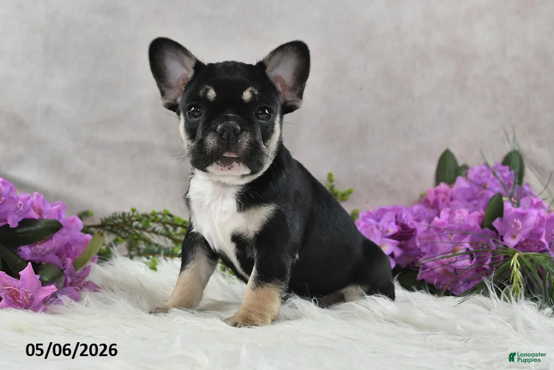French Bulldog dogs for sale: Ike - Ad 1