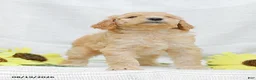 Goldendoodle dogs for sale: Justin - Ad 9