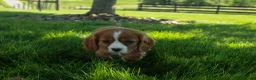 Cavalier King Charles Spaniel dogs for sale: Frankie 🐶 - Ad 15