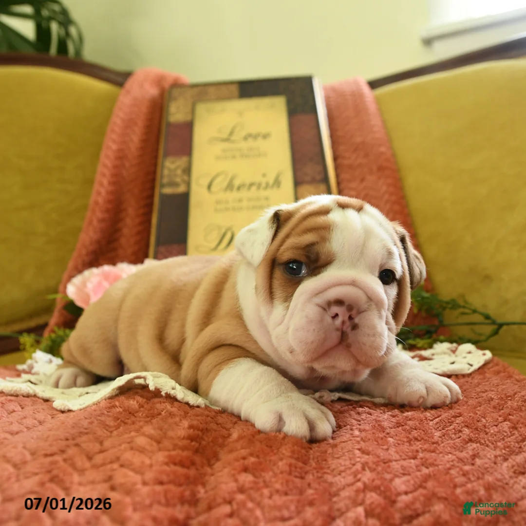 English Bulldog dogs for sale: Yoda - Ad 5