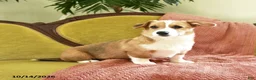 Welsh Corgi Pembroke dogs for sale: Callie - Ad 5