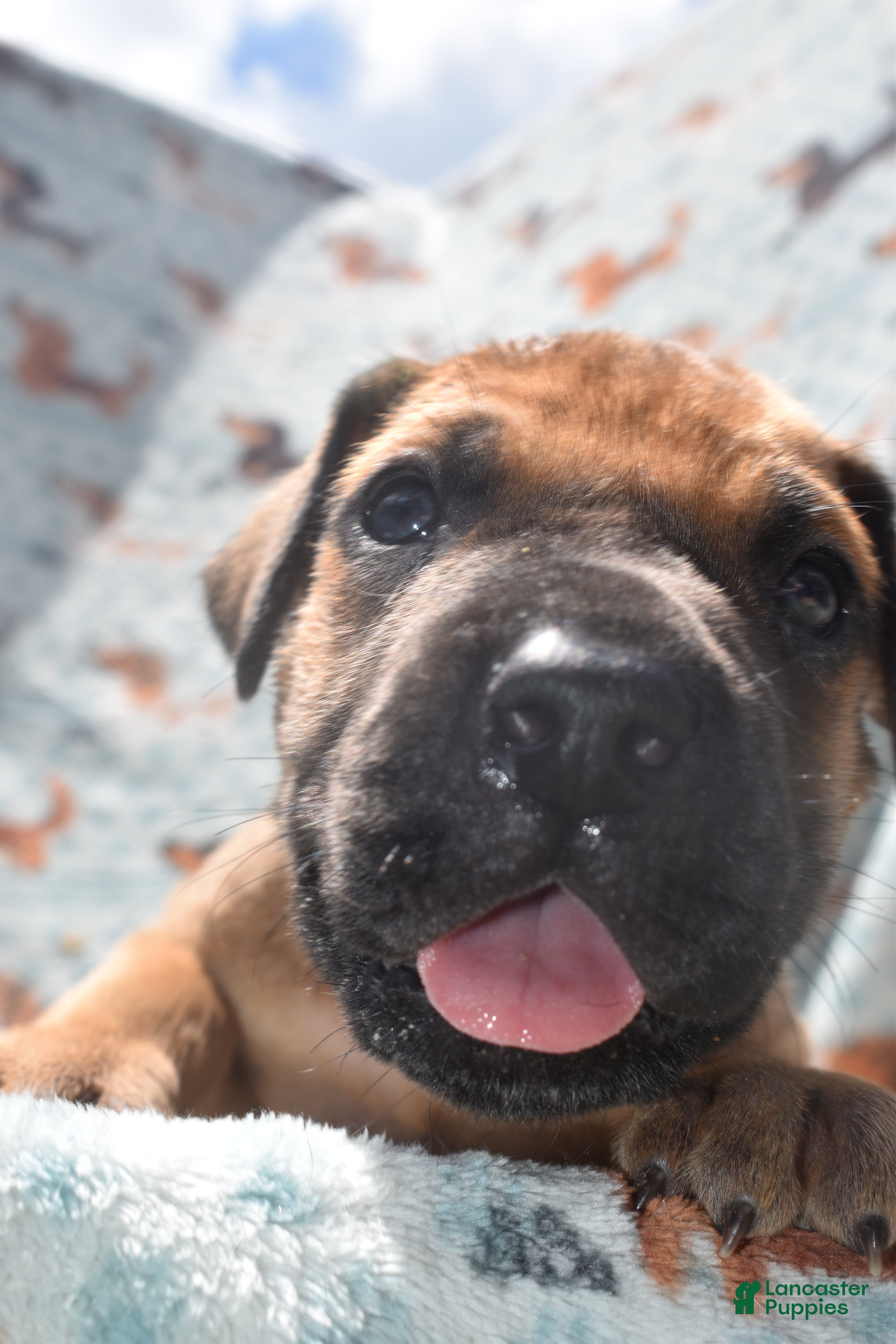Great Dane dogs Great Dane  - Brown Collar - Fawn with Black Mask - Ad 2