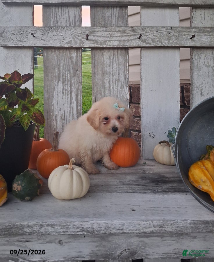 Bichpoo dogs Rosie - Ad 2
