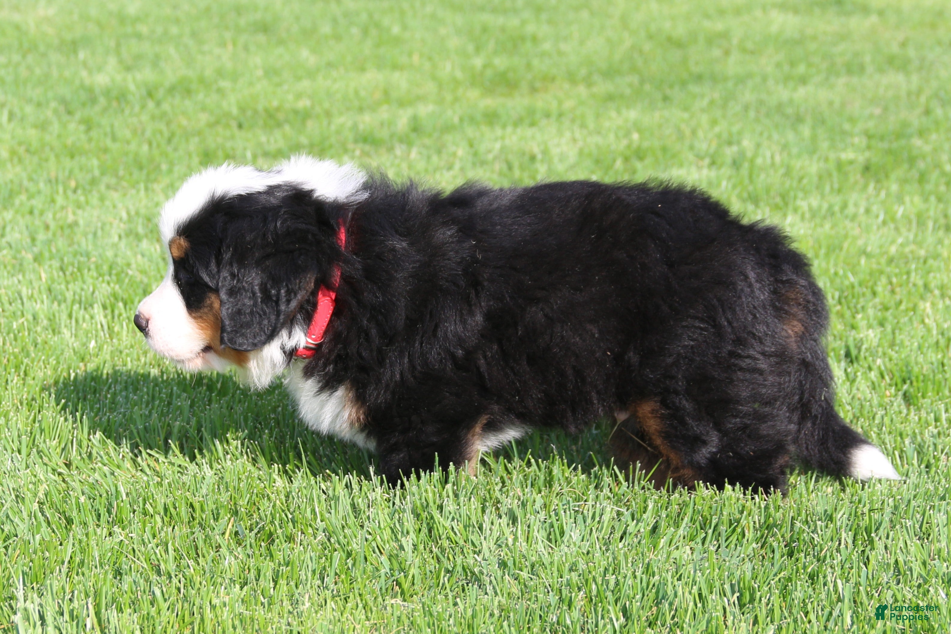Bernese Mountain Dog dogs Jasper - Ad 2