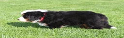 Bernese Mountain Dog dogs for sale: Jasper - Ad 2