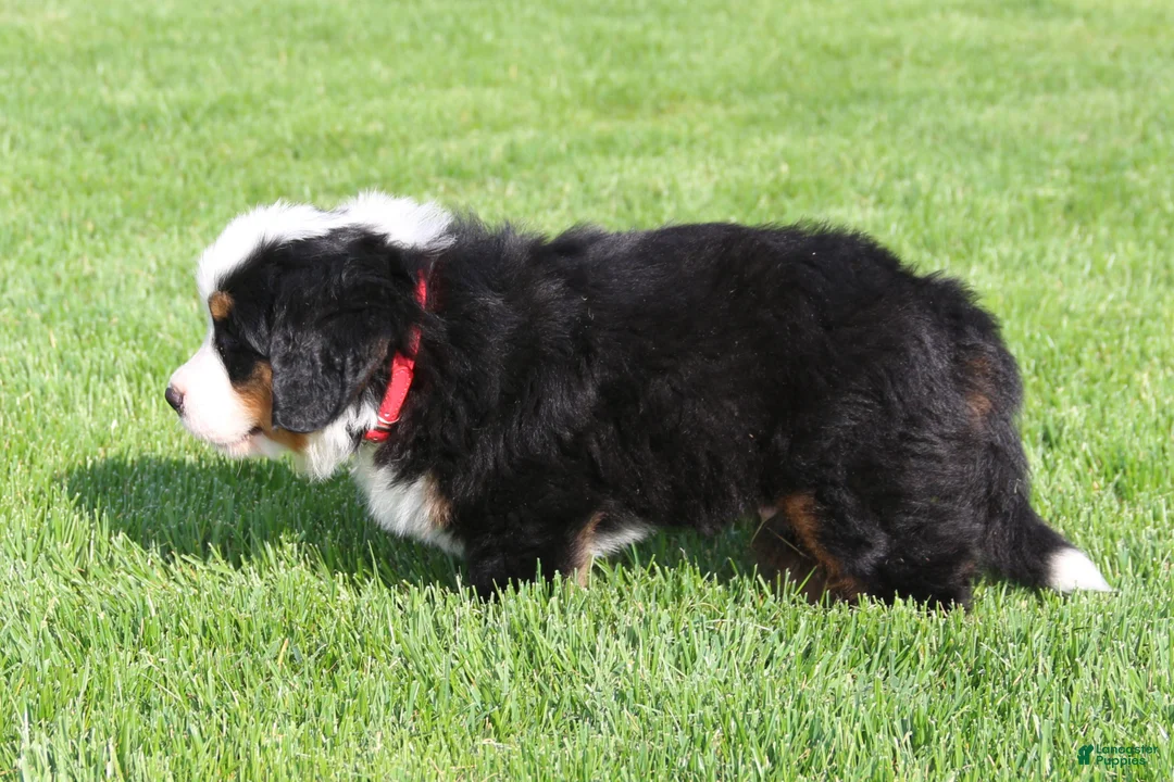 Bernese Mountain Dog dogs for sale: Jasper - Ad 2