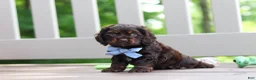 Cocker Spaniel dogs for sale: Charlie - Ad 6