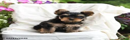 Yorkshire Terrier dogs for sale: Murphy - Ad 4