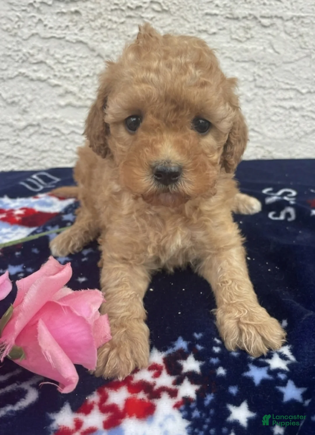 Miniature Poodle dogs for sale: Minnie - Ad 1
