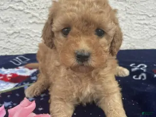 Miniature Poodle dogs Minnie - Ad 32