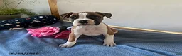Boxer dogs for sale: Soraya - Ad 8