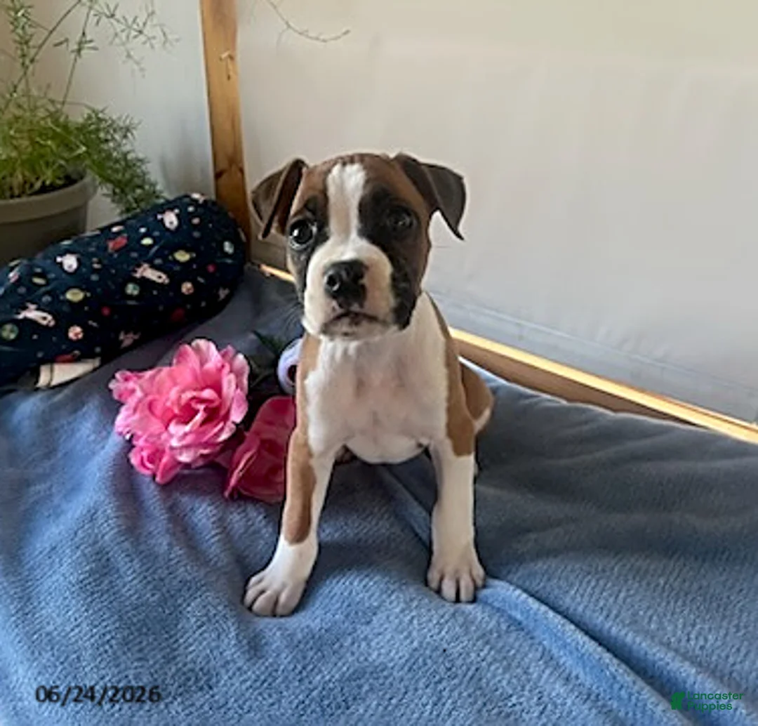 Boxer dogs for sale: Soraya - Ad 8
