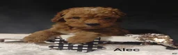 Cavapoo dogs for sale: Cavapoo F1b 7 Alec - Ad 4