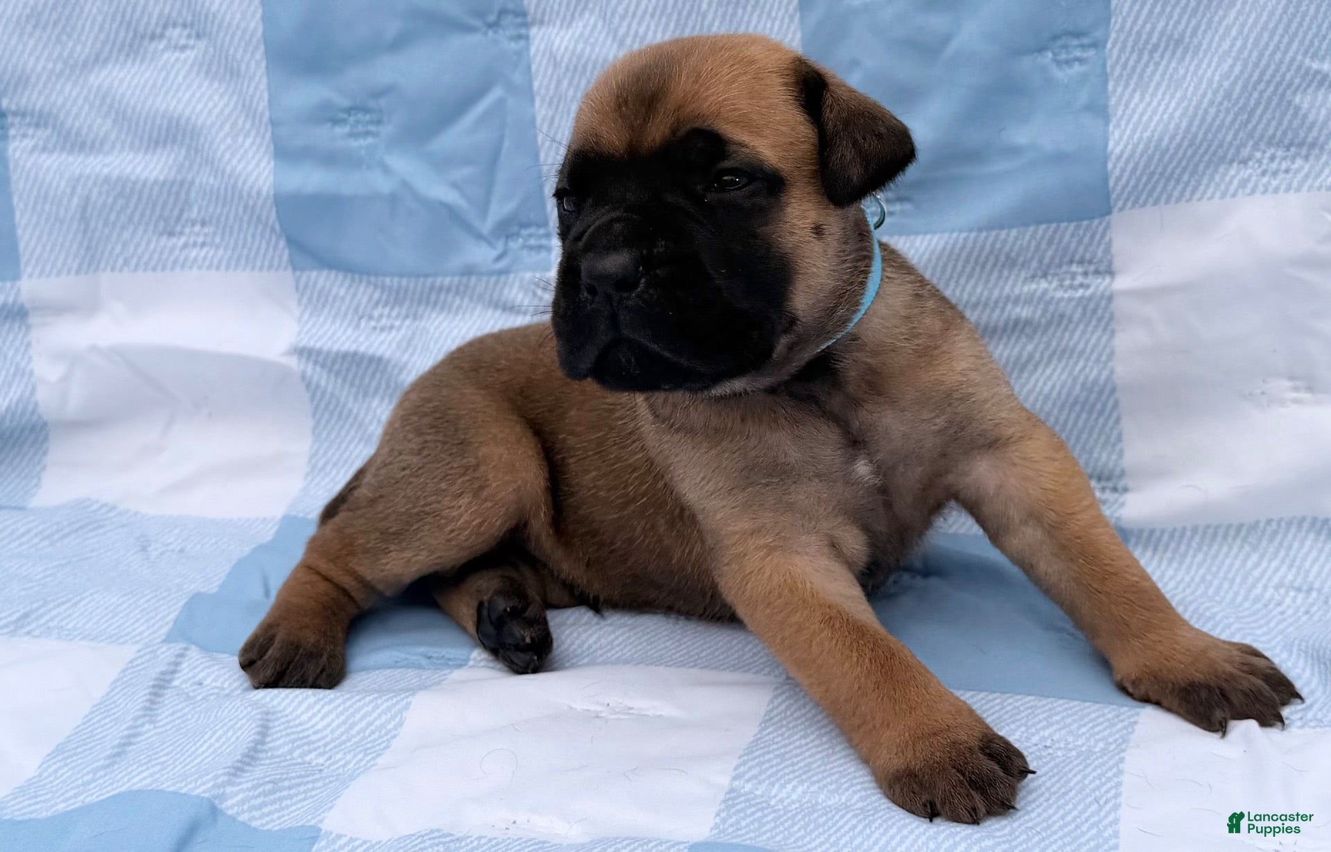Cane Corso dogs Cane Corso 6 - Ad 1