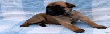Cane Corso 6