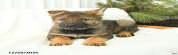 German Shepherd dogs for sale: Dozer - Ad 2