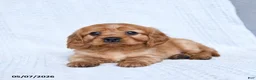 Miniature Golden Retriever dogs for sale: Blaze - Ad 2