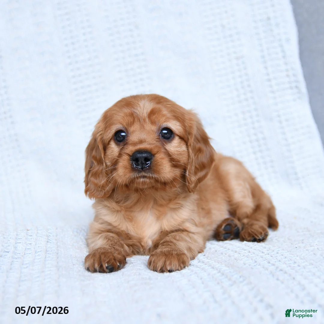 Miniature Golden Retriever dogs for sale: Blaze - Ad 2
