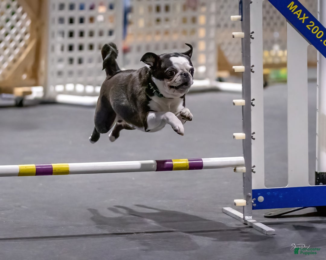 Pug dogs for sale: Layla - Ad 9