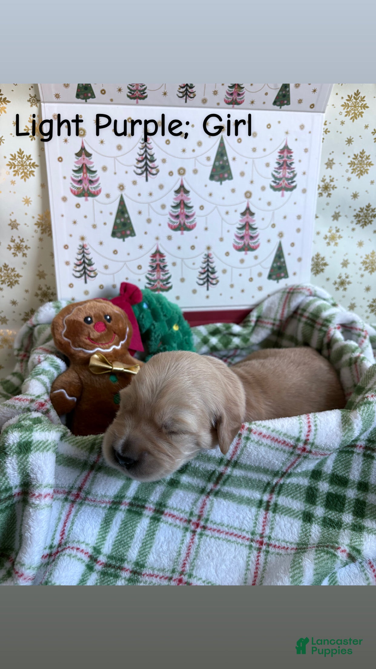 Golden Retriever dogs for sale: Golden Retriever 7 - Ad 29