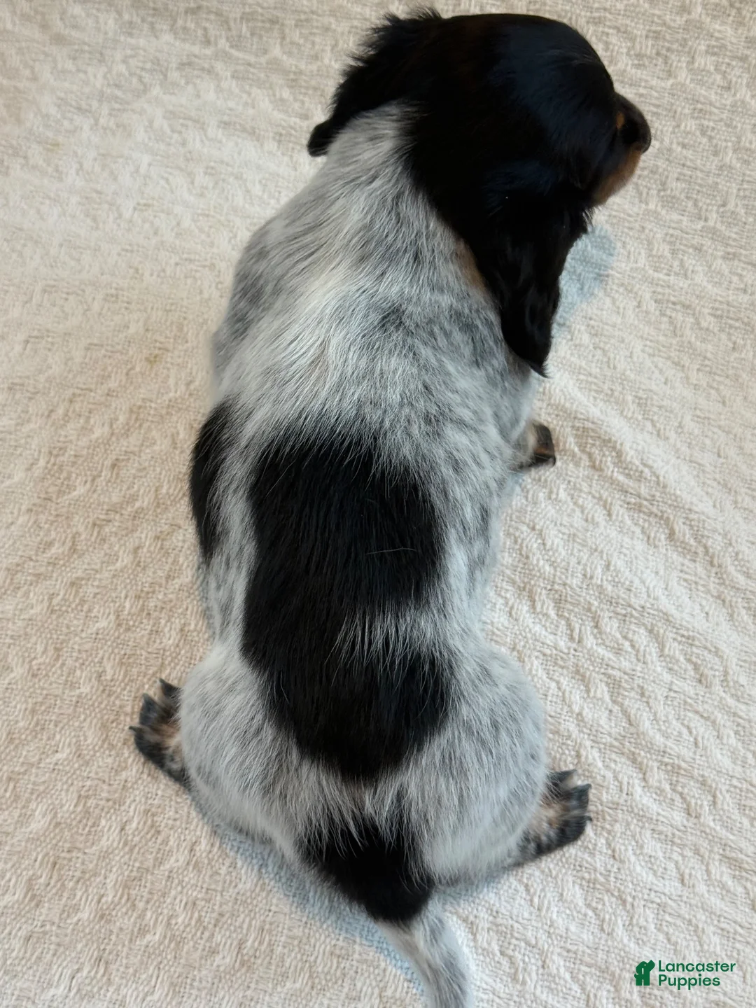 Miniature Dachshund dogs for sale: Asher - Ad 6