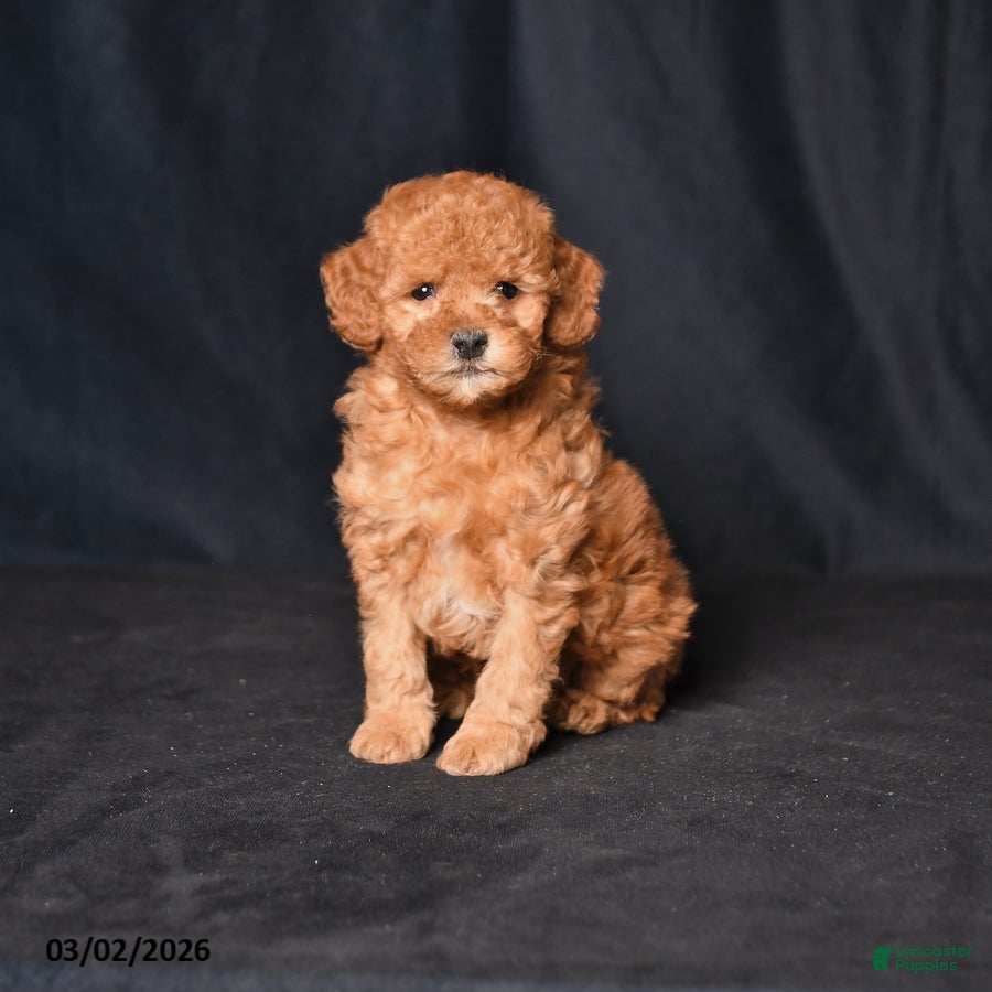 Toy Poodle dogs Scout - Ad 1