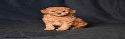 Toy Poodle dogs for sale: Scout - Ad 1