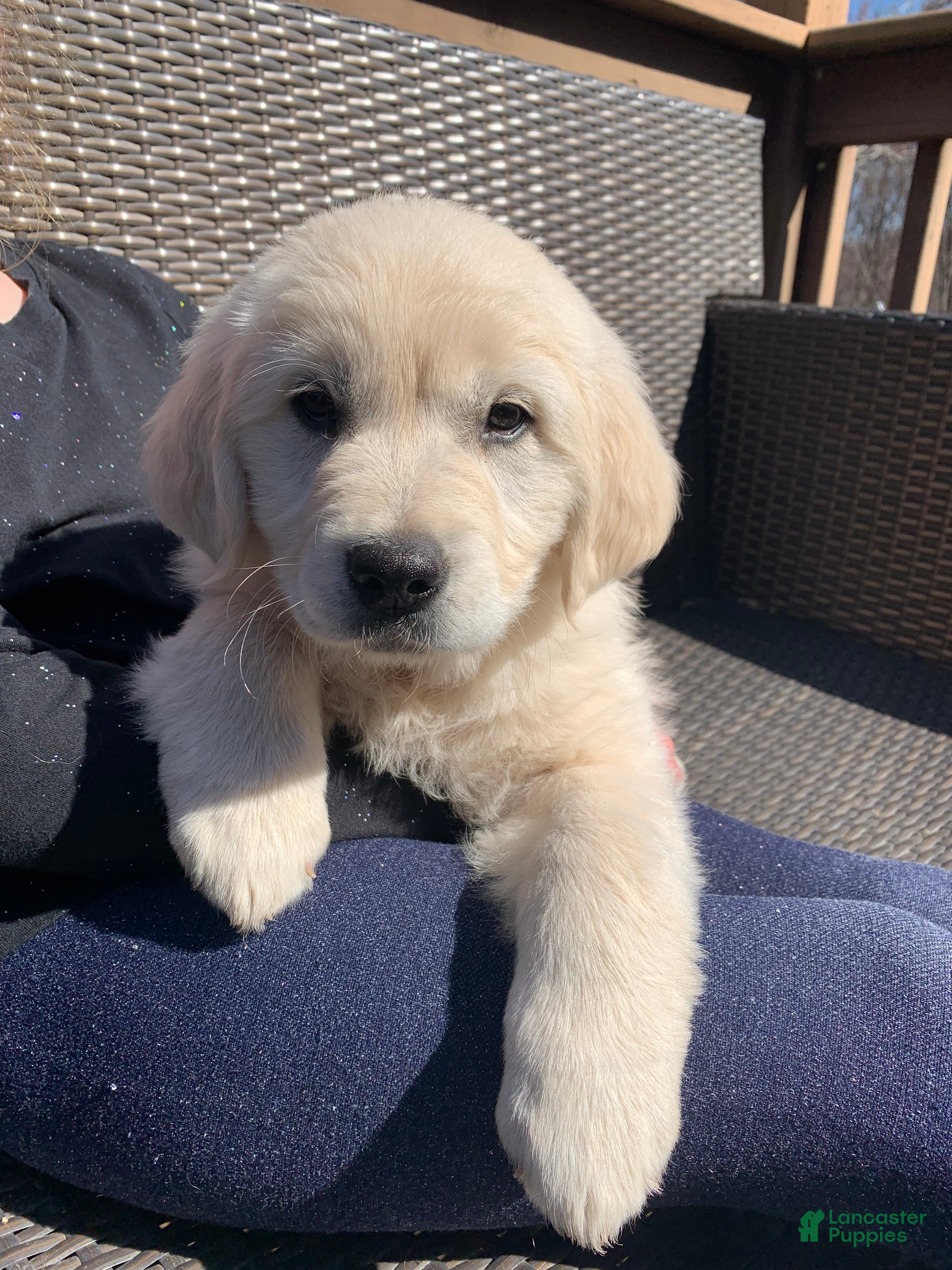 Golden Retriever dogs Violet - Ad 1