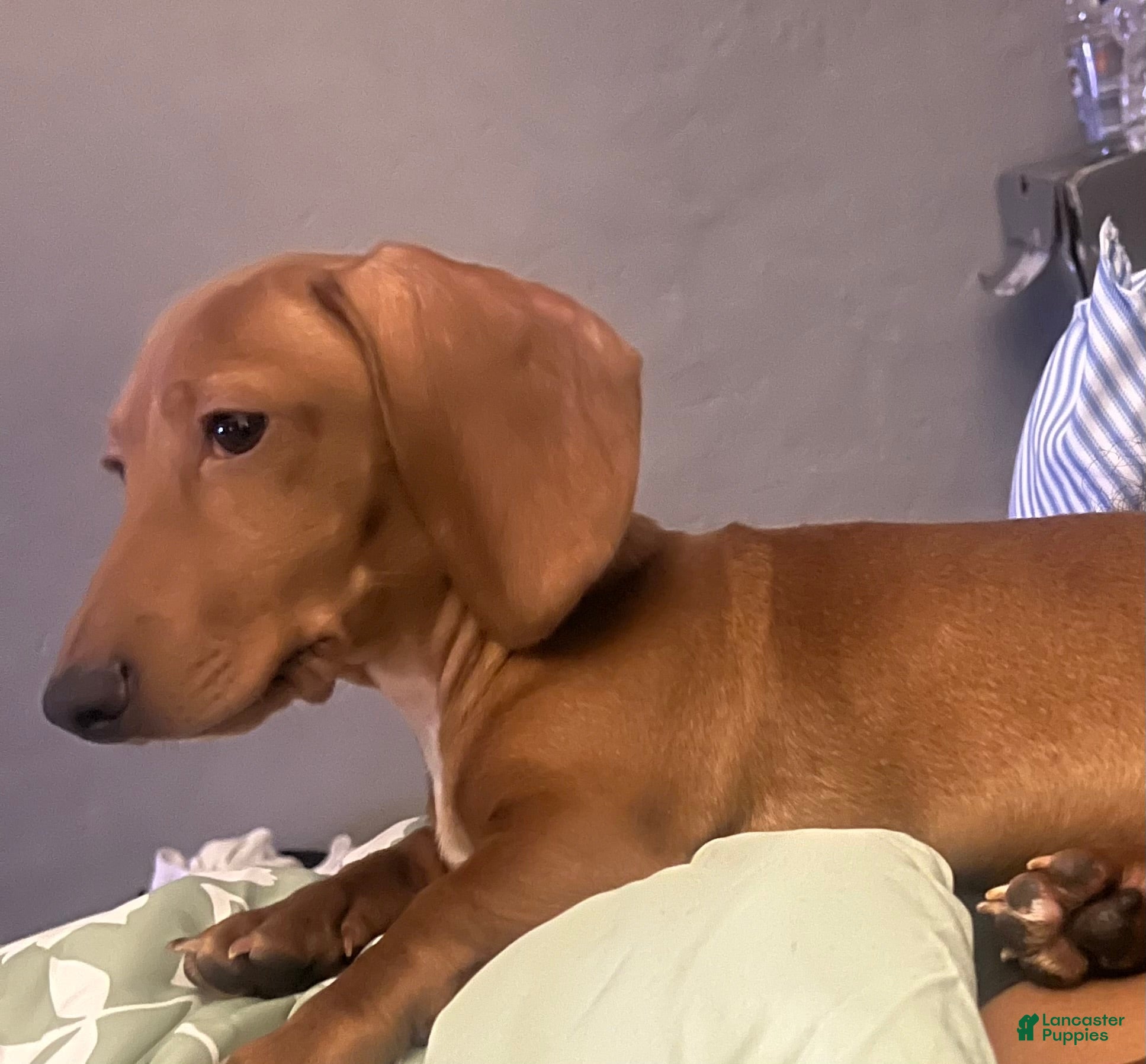 Dachshund dogs Jax - Ad 42