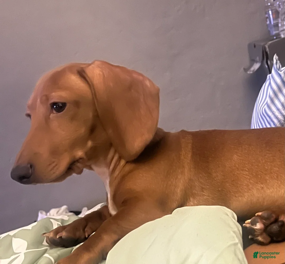 Dachshund dogs for sale: Jax - Ad 1