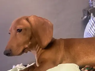 Dachshund dogs Jax - Ad 42