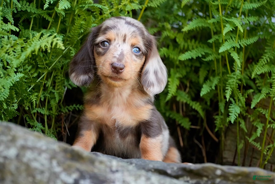 Miniature Dachshund dogs Carmilla - Ad 1
