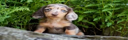 Miniature Dachshund dogs for sale: Carmilla - Ad 1