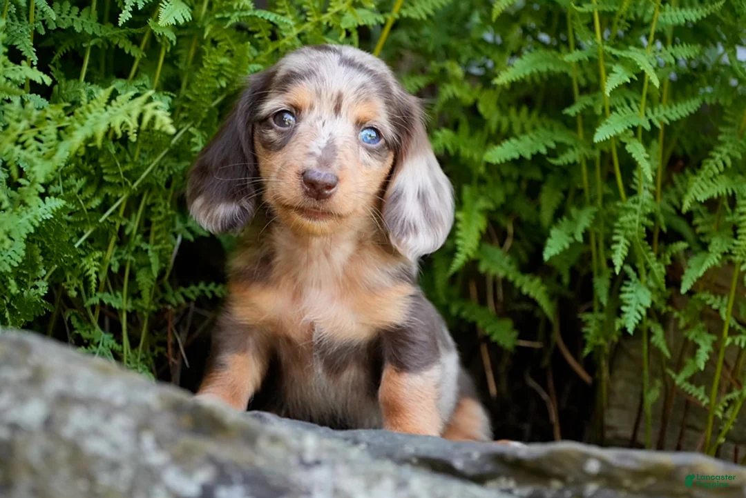 Miniature Dachshund dogs for sale: Carmilla - Ad 1