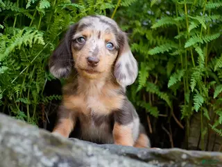 Miniature Dachshund dogs for sale: Carmilla - Ad 1